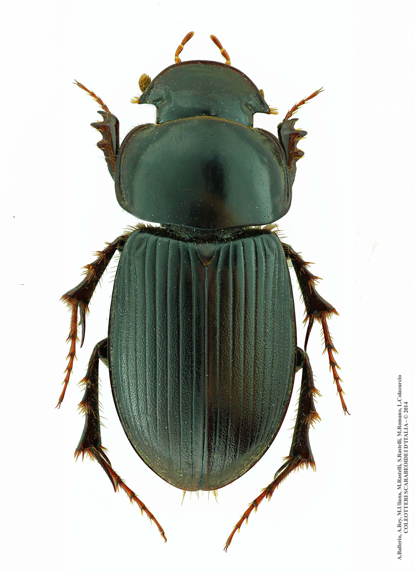 Acrossus laticollis, maschio